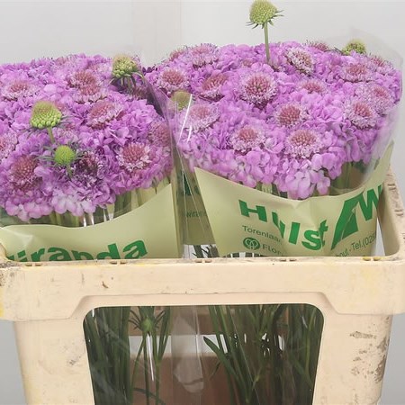 Scabious Focal Scoop Lilac