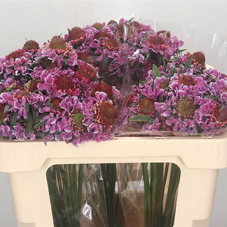 Scabious Focal Scoop Pink