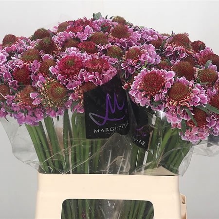 Scabious Focal Scoop Pink