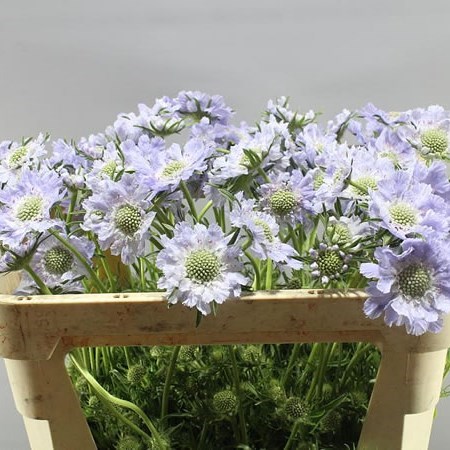 Scabious Jisca