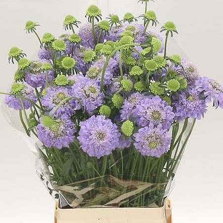 Scabious Lavender Scoop