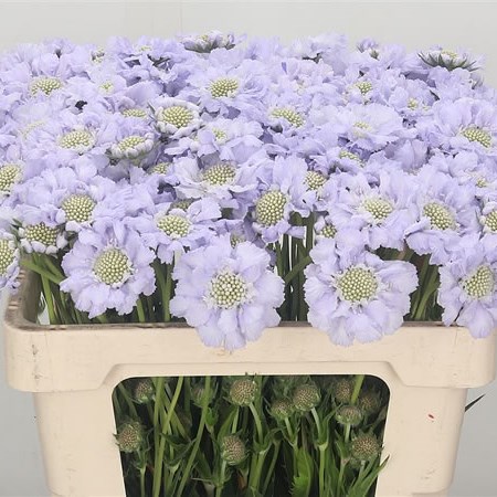 Scabious Lisa