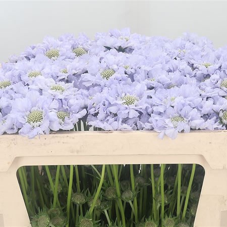Scabious Lisa