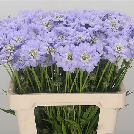 Scabious Midsummer Sky