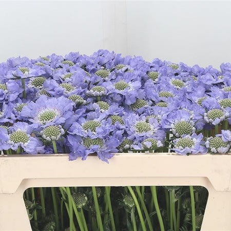 Scabious Midsummer Sky