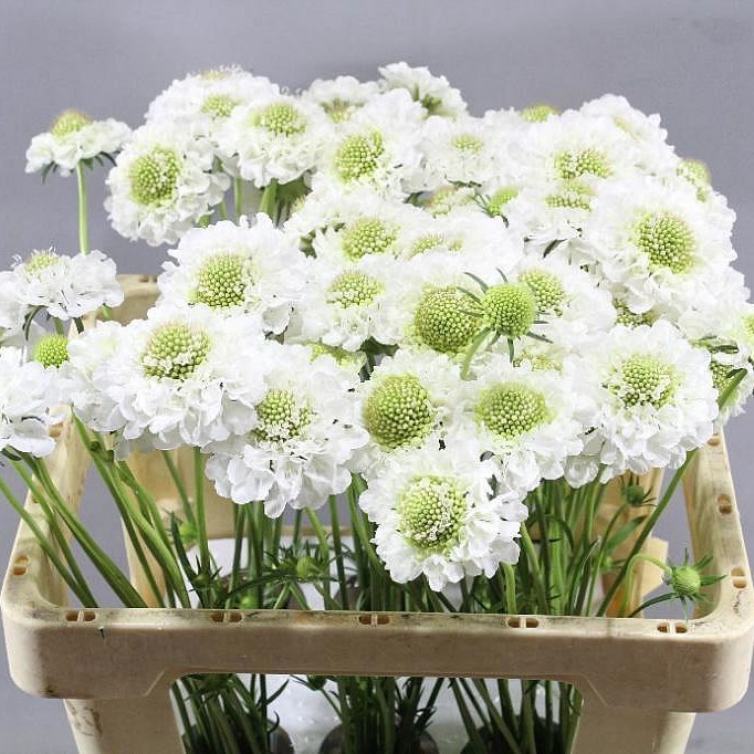 Scabious Milky Scoop