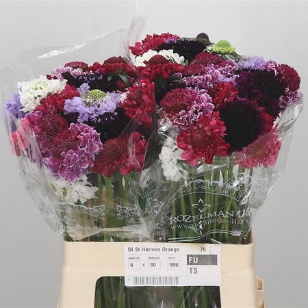 Scabious Mix (Cols May Vary)