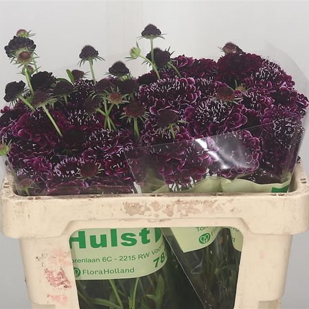 Scabious Picasso