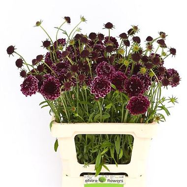 Scabious Picasso Deep Red
