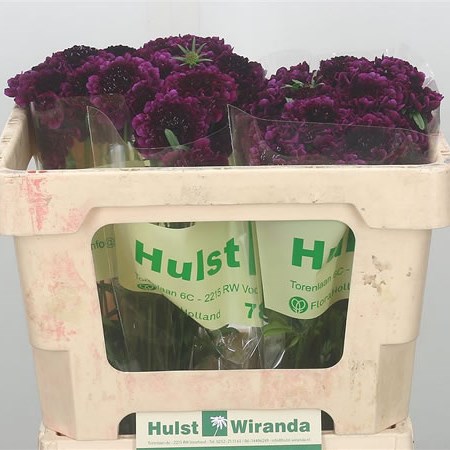 Scabious Purple Scoop