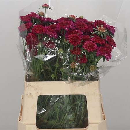 Scabious Raspberry Scoop