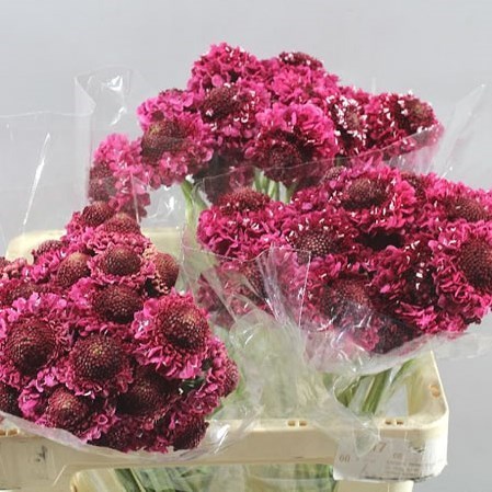 Scabious Tutti Frutti Scoop