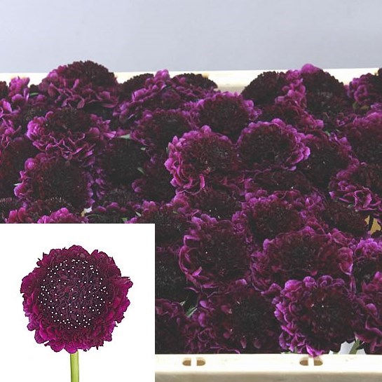 Scabious Red Velvet