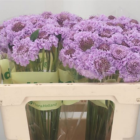 Scabious Royo