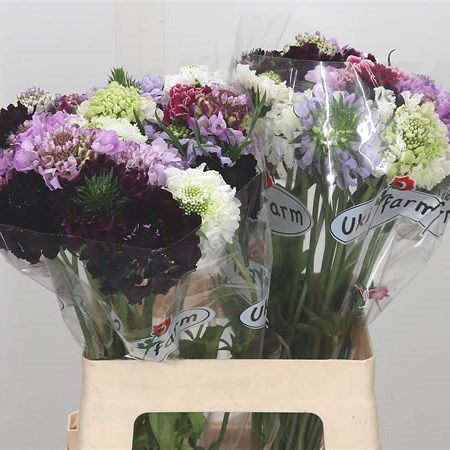 Scabious Scoop Mix