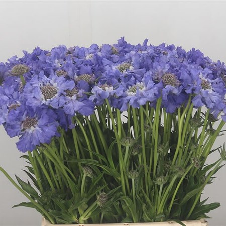 Scabious Stafa