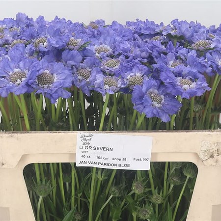 Scabious Stafa