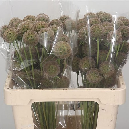 Scabious Stellata