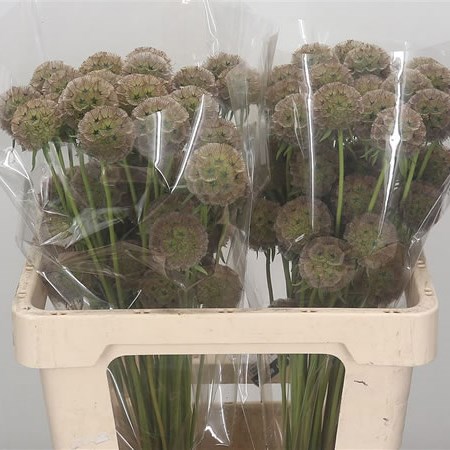 Scabious Stellata