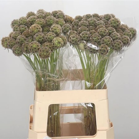 Scabious Stellata