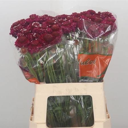Scabious Strawberry Scoop