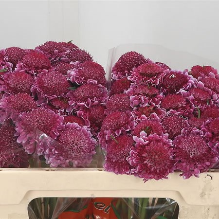 Scabious Sweet Scoop
