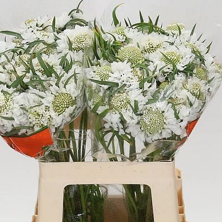 Scabious Vanilla Scoop