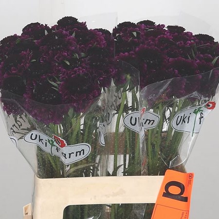 Scabious Velvet Scoop