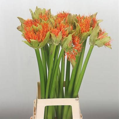 Scadoxus Flame