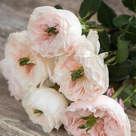 ROSE CHARITY - DAVID AUSTIN