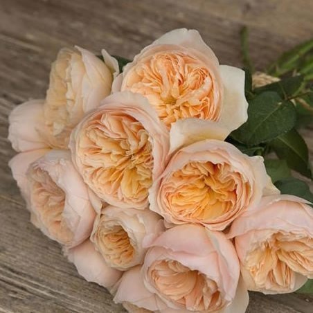 ROSE JULIET - DAVID AUSTIN