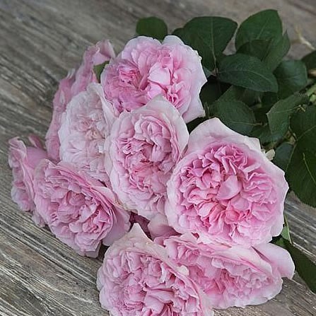 Rose Miranda - David Austin
