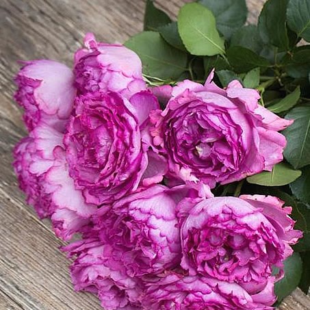 Rose Garden yves piaget pink (scented)