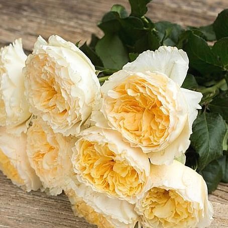 ROSE BEATRICE - DAVID AUSTIN
