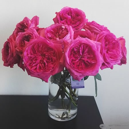 ROSE CAPABILITY - DAVID AUSTIN