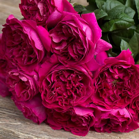 ROSE DARCEY - DAVID AUSTIN