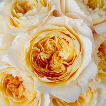 Scented Garden ROSE EFFIE - DAVID AUSTIN 50cm | Wholesale ...