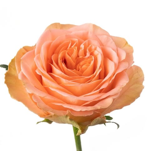 ROSE GARDEN COUNTRY HOME