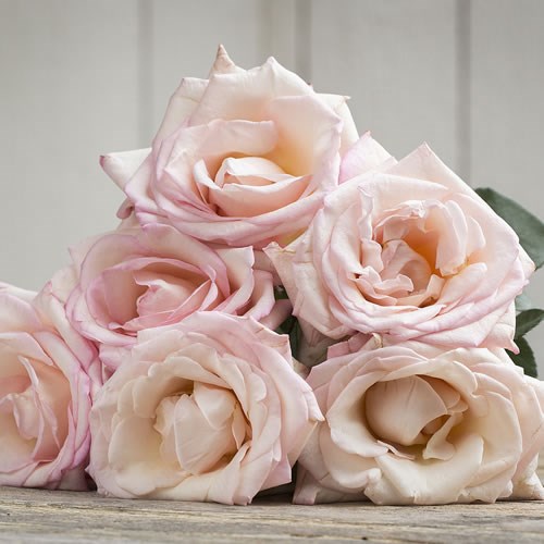 ROSE GARDEN JOYCE