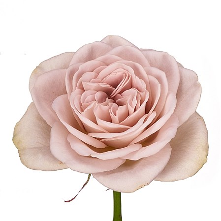 ROSE GARDEN NOTRE DAME