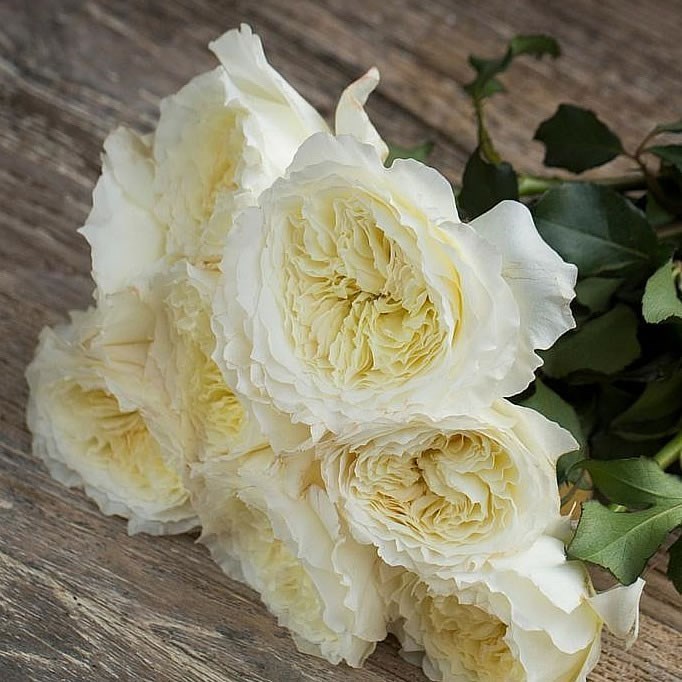 Scented Garden ROSE GARDEN PATIENCE (DAVID AUSTIN) 50cm | Wholesale Dutch  Flowers & Florist Supplies UK