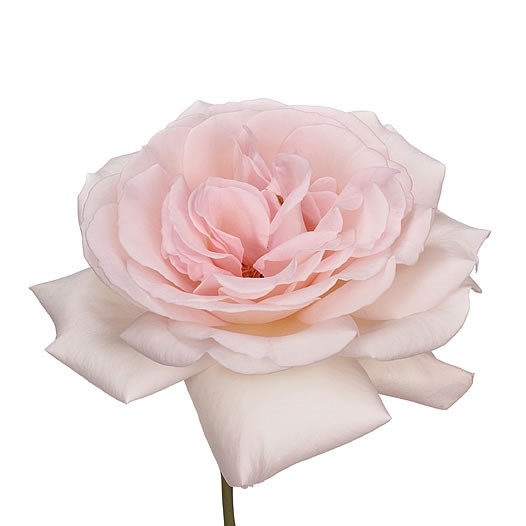 ROSE GARDEN PRINCE JARDINIER