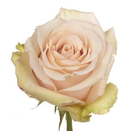 ROSE GARDEN SAHARA