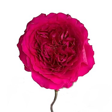 ROSE HETTIE - DAVID AUSTIN 