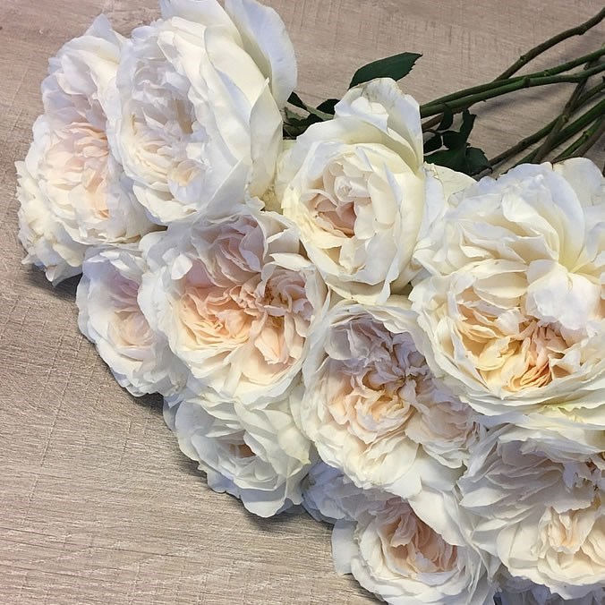 ROSE PURITY - DAVID AUSTIN