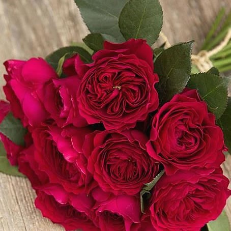 Rose Darcey - David Austin