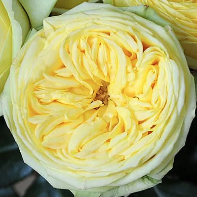 Rose Garden Catalina