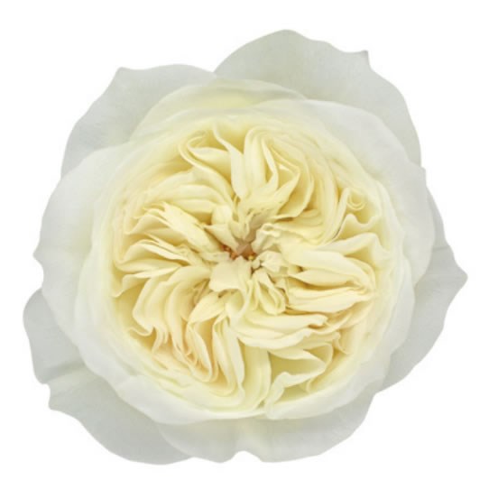 Rose Leonora - David Austin