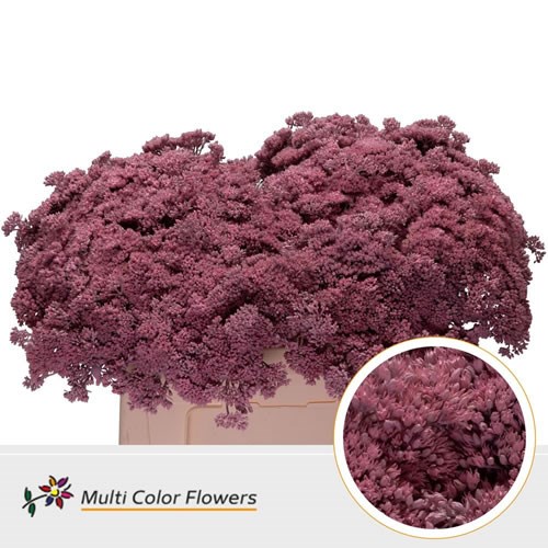 Sedum Dyed Pink light