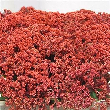 Sedum Painted Red